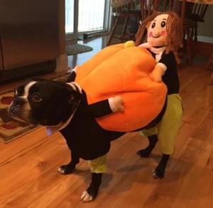 (50% OFF &BUY 2+ TO GET 15-25% OFF ) Dog Pumpkin Halloween Costume