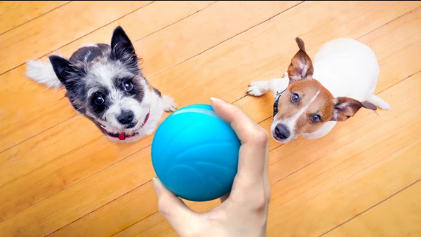 Motion Ball Smart Pet Toy