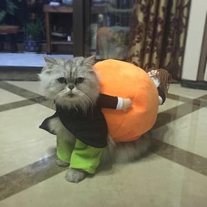 (50% OFF &BUY 2+ TO GET 15-25% OFF ) Dog Pumpkin Halloween Costume